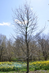 Acer platanoides 'Royal Red' — photo 4